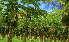 Ethiopia’s agricultural potential