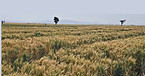 Wheat field in Lume Woreda, East Shewa Zone