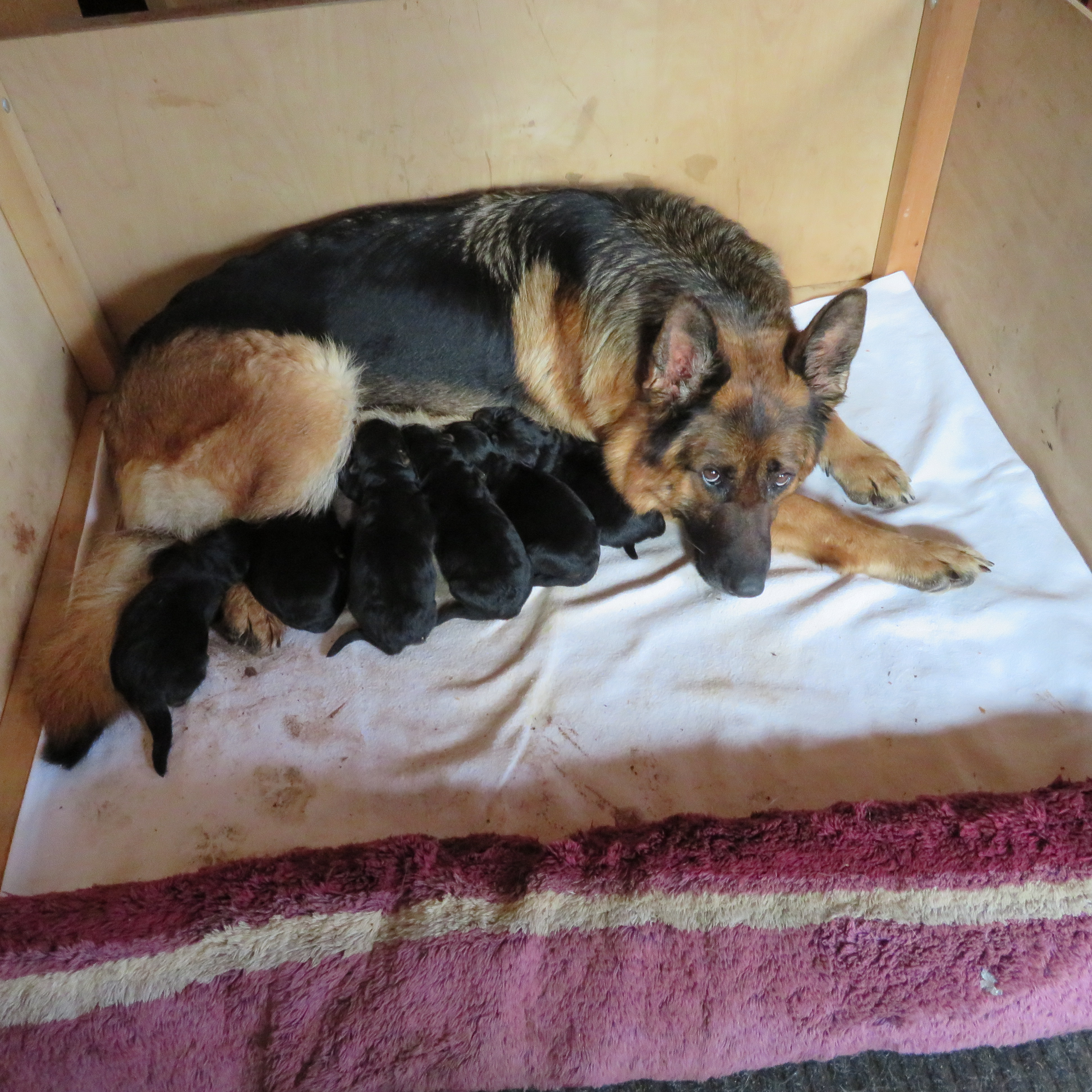 2 Tage alt