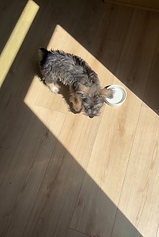 My cute puppy