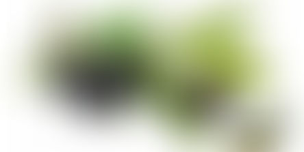 ثمار الزيتون المعدة لإنتاج الزيت