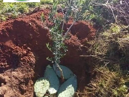 زراعة الزيتون بطريقة من التراث الشعبي