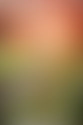 Carbon
