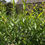 Thumbnail: Bay Willow - Salix pentandra