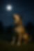 A serene night gaze: a dog sits on the grass bathed in moonlight, gazing upwards at the full moon in a peaceful, starry sky.