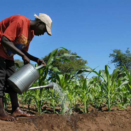 Cultivating Prosperity: The Crucial Role of Agro-Allied Industries in Nigeria's Development