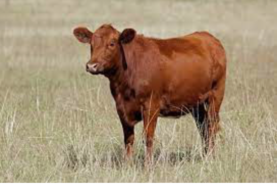 ree