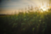 pexels-photo-1382102.jpeg