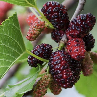 Mulberries
