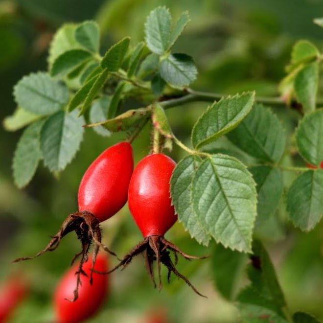 Rosehip Powder