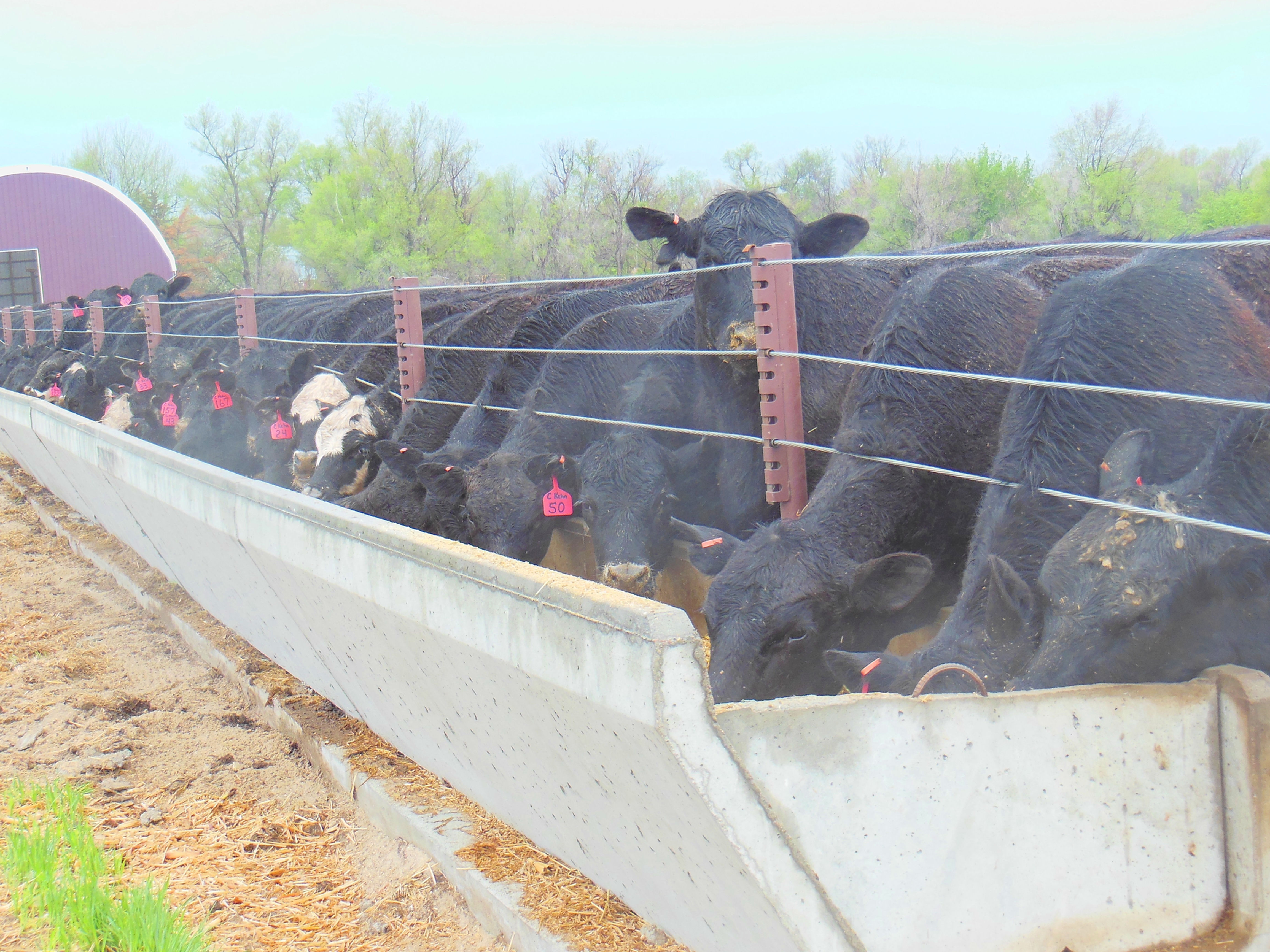 High Capacity Bunk No Leg