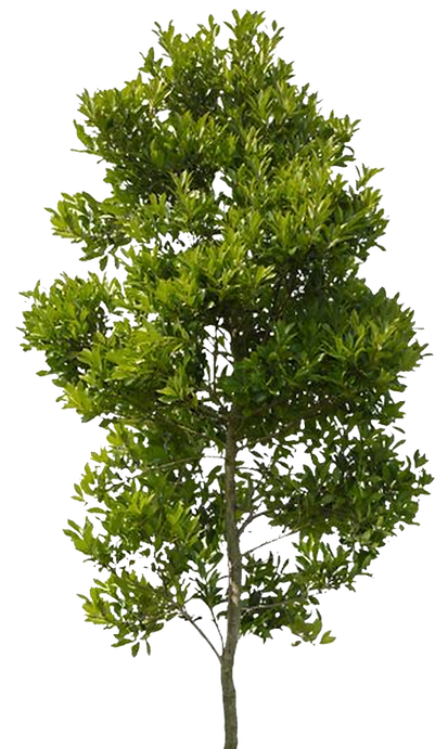 arbolito_edited.png