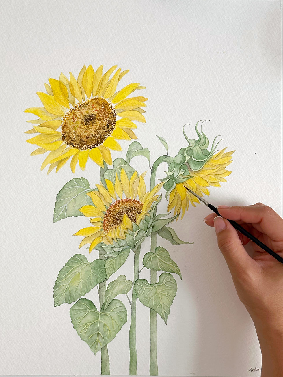 Miniatura: Sunflowers