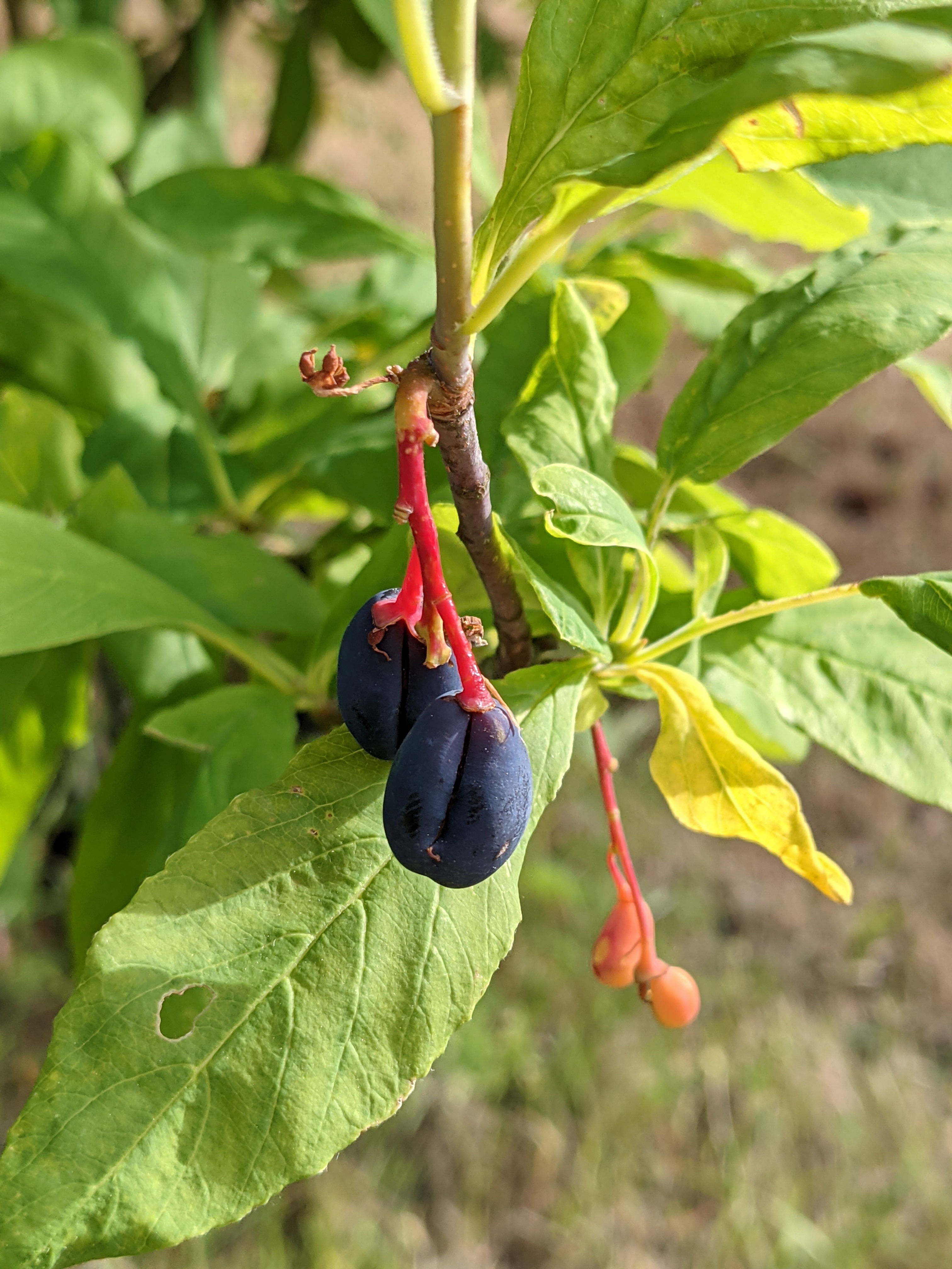 OSO BERRY INDIAN PLUM