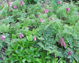Cernuous BLEEDING HEART | Body Botany