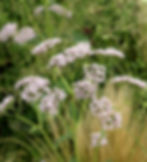 Miniature : VALERIAN COMMON SEEDS