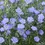 Miniatura: BLUE FLAX SEEDS