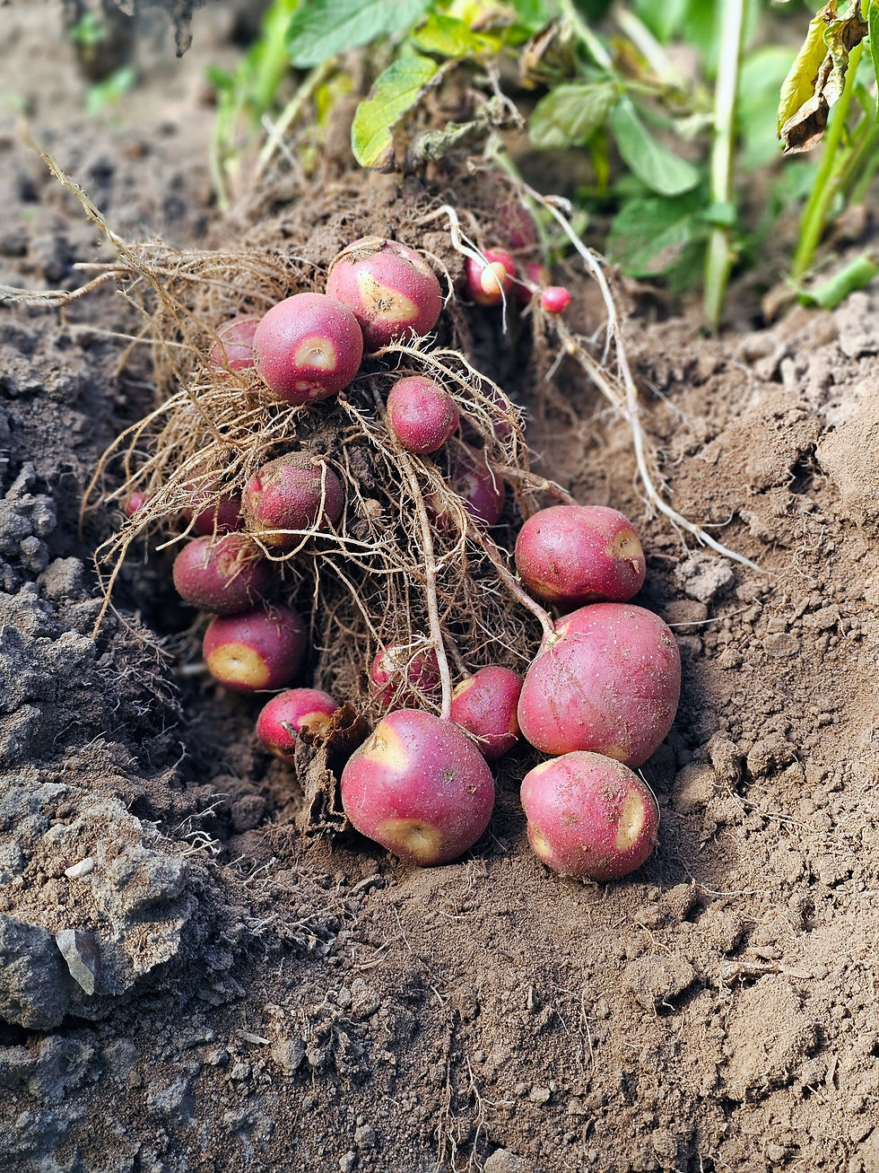 Thumbnail: PINK MARBLE CHESHIRE POTATO SEEDS
