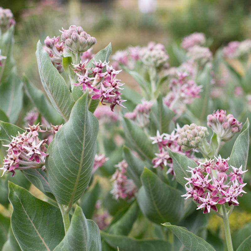 Miniatura: SHOWY MILKWEED