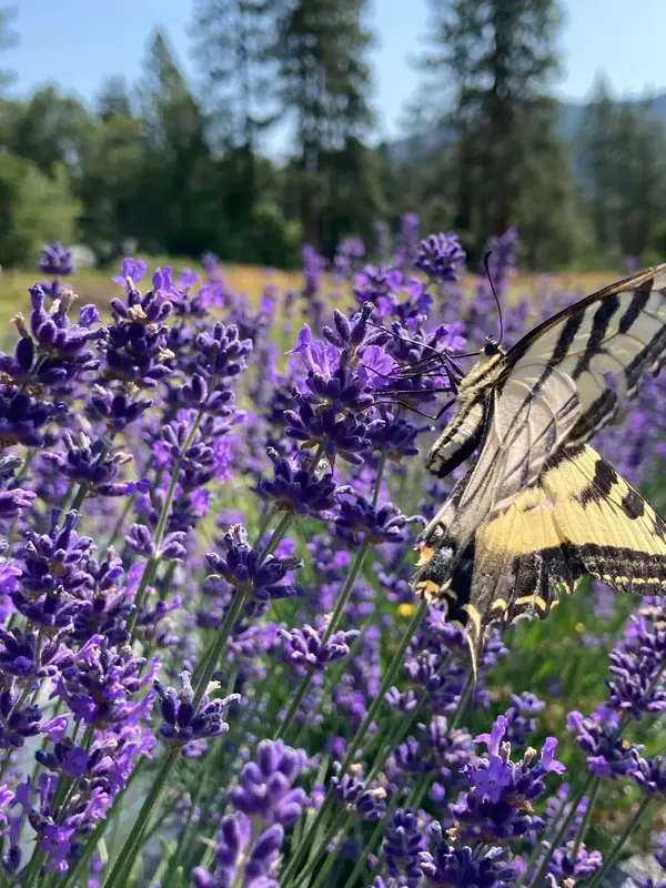 Thumbnail: LAVENDER | PACIFIC BLUE
