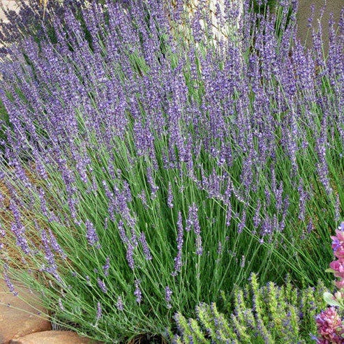 LAVENDER | GROS BLEU