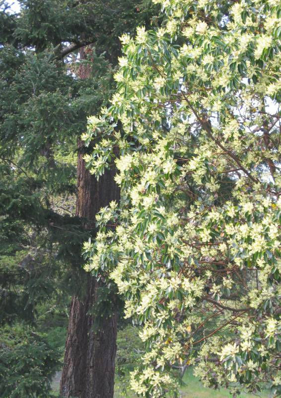 Thumbnail: PACIFIC MADRONE