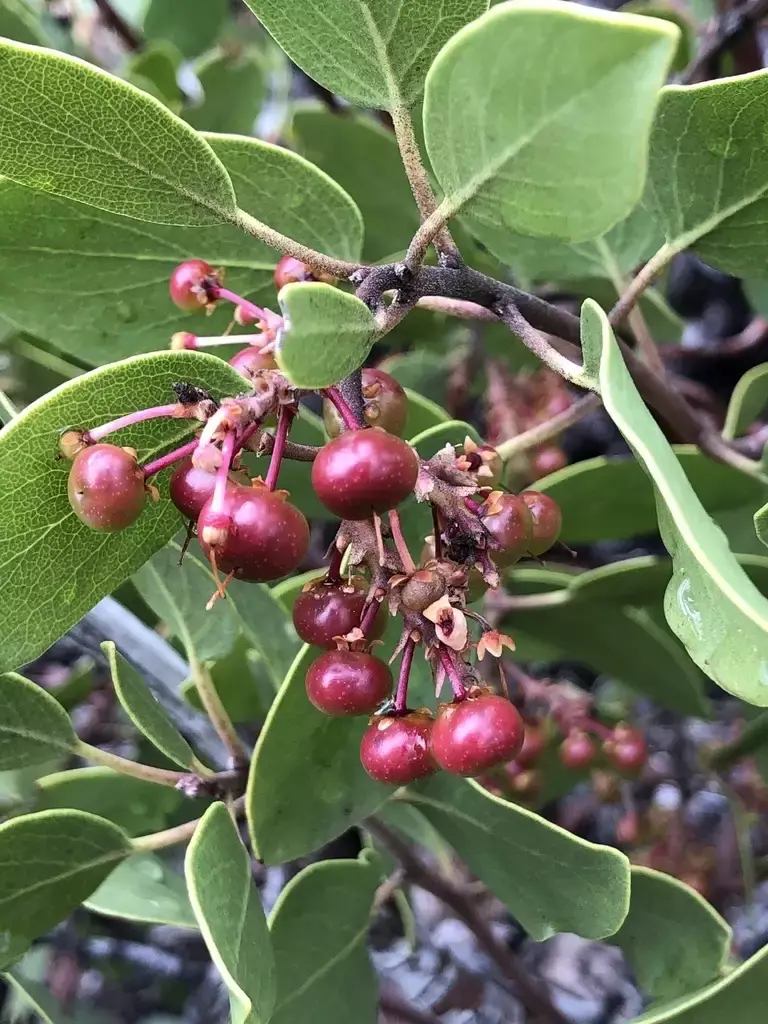 Thumbnail: MANZANITA | Green Leaf