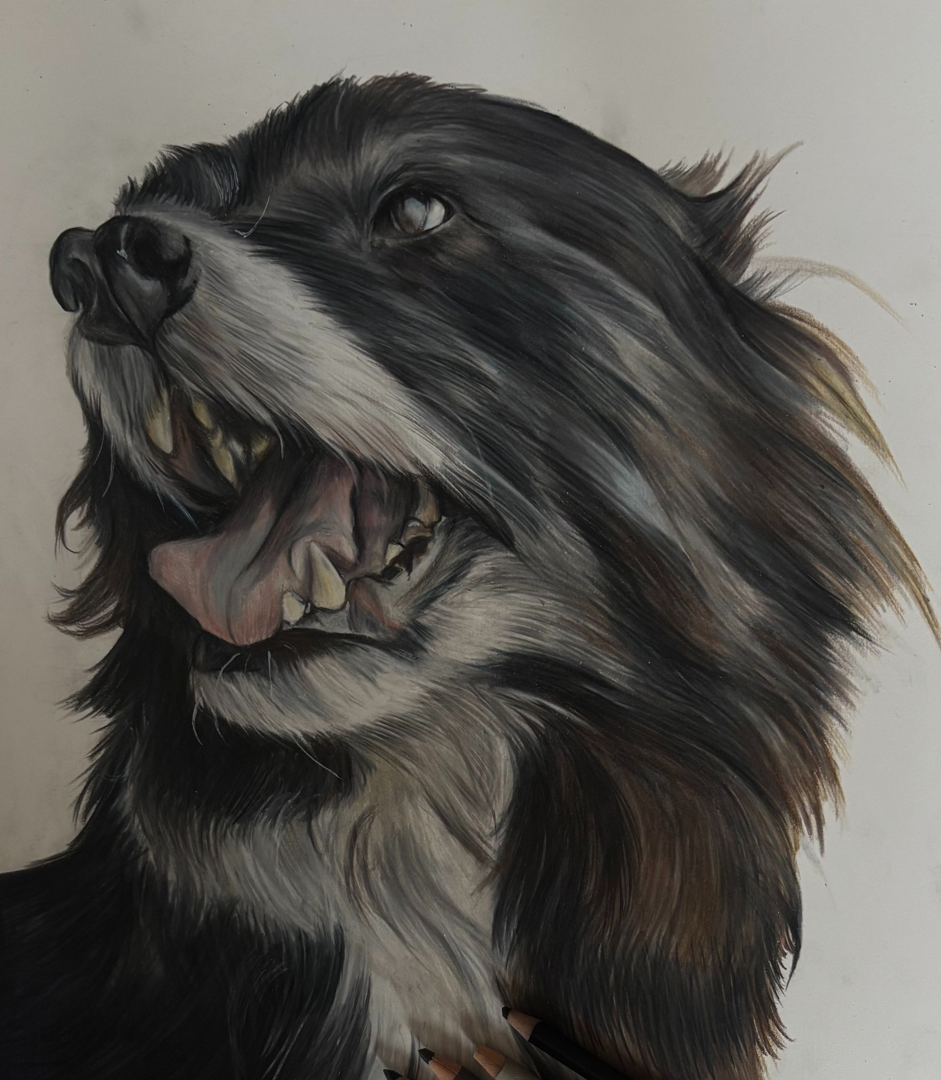 Custom Pencil Pet Portrait
