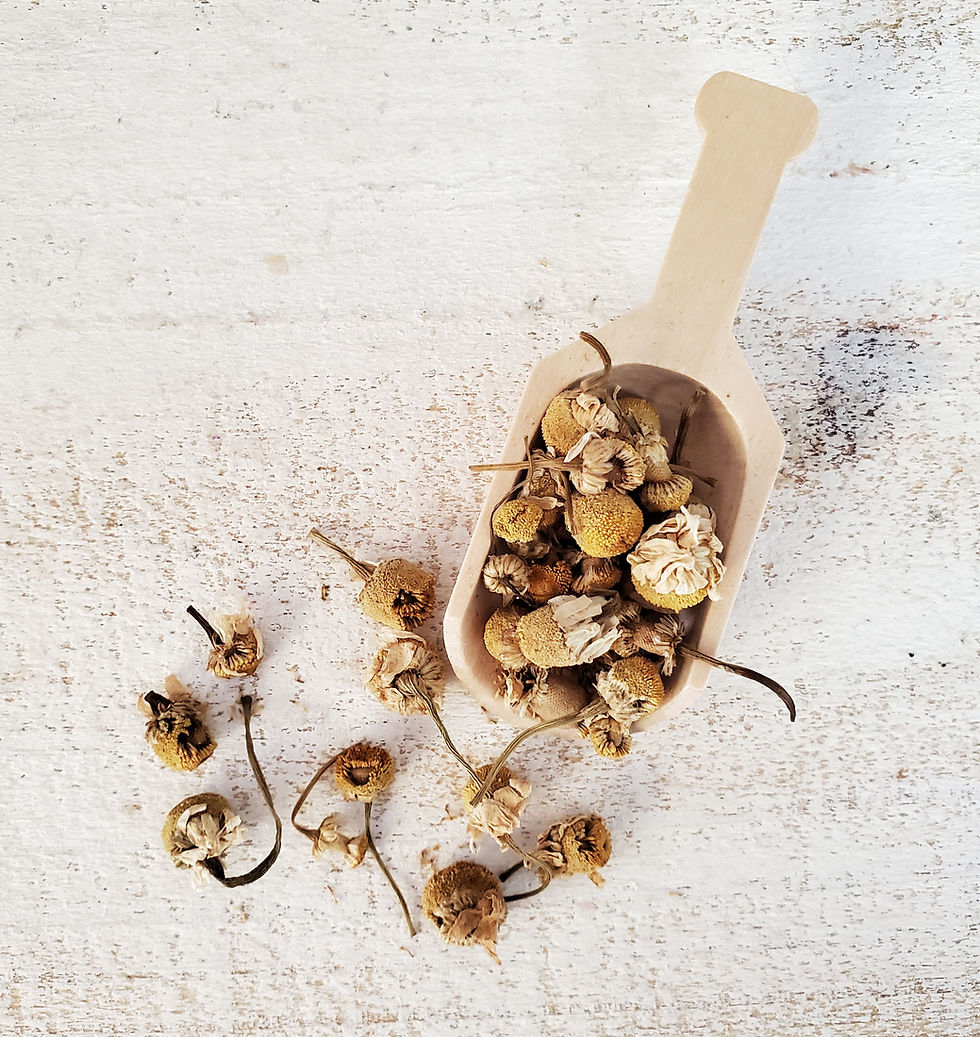 Thumbnail: chamomile