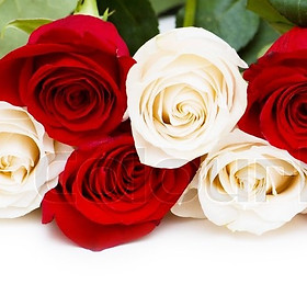 roses.jpg