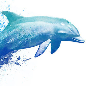 dolphin.jpg