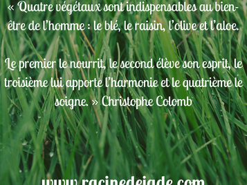 4 végétaux indispensables !