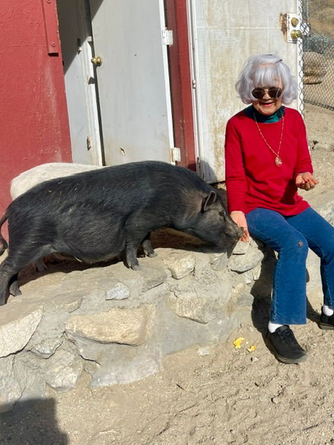 Our Pigs Love Being Fed