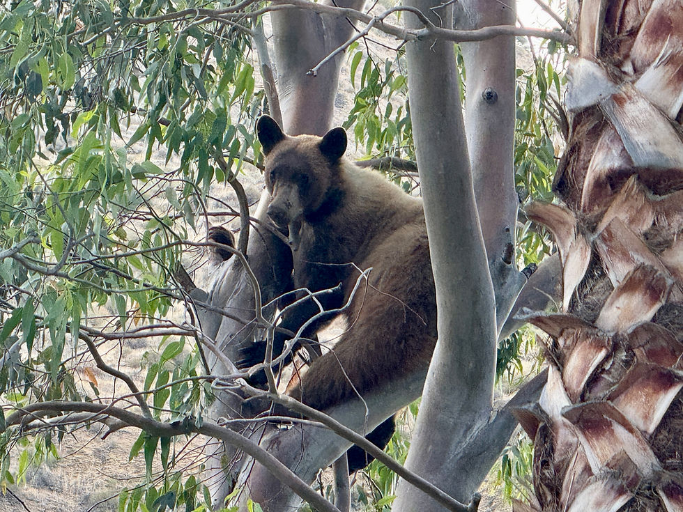 Young Black Bear Stuck in a Tree