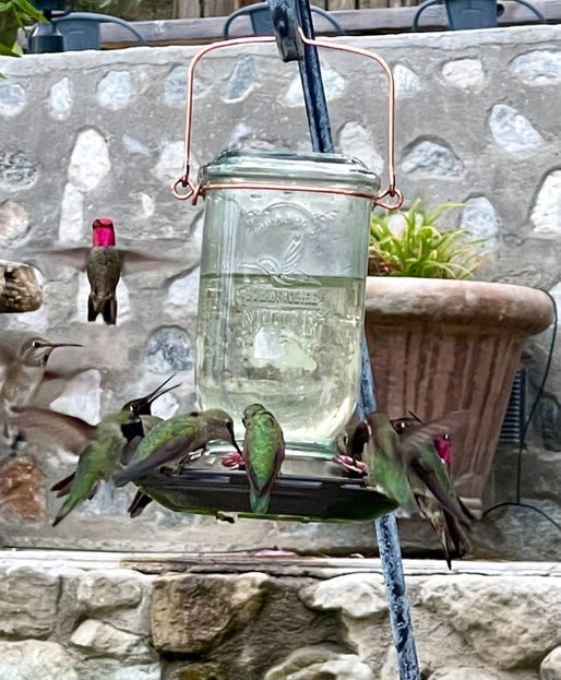 Hummingbirds at Lost Creek Canyon Ranch