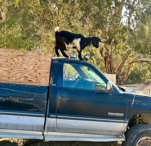 Sebastian the Goat at Lost Creek Canyon Ranch