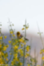 Verdin in Wildflower Bloom