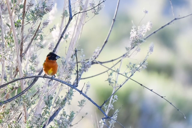 Spotted Towhee at Rest
