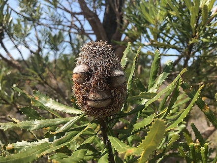 banksia smiley.jpeg