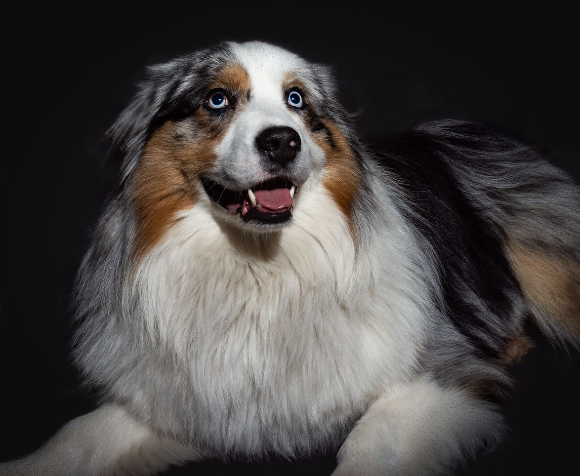hero-dog-wix-black-background.png