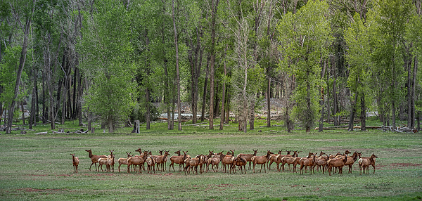 Moutain Elk yes wm lr (1 of 1).png