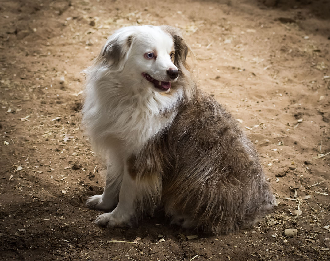 Red merle and white miniature Australian Shepherd 