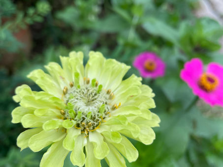 暑い😵でも綺麗🌼