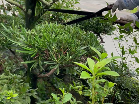 庭木の手入れ