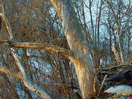 Bald Eagles along the Little Miami River
