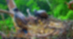 LM8 and LM9 contemplating the world beyond the nest.