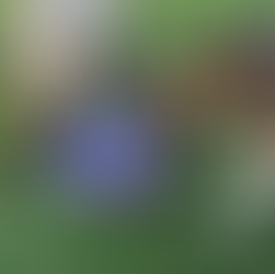 Why Your Dog Needs Regular Enrichment