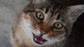 Why Does My Cat Keep Meowing?