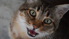 Why Does My Cat Keep Meowing?
