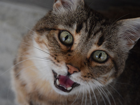 Why Does My Cat Keep Meowing?